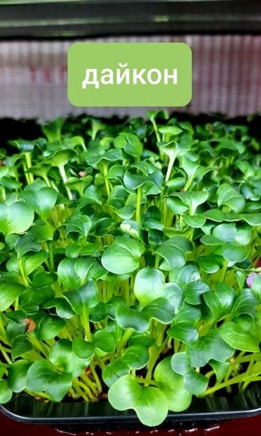 превосходный сорт яблок: Продается вкусная красивая и очень полезная микрозелень в большом — 12