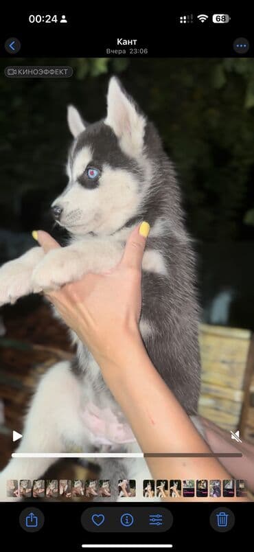 вязка немецкий овчарка: Хаски, 1 месяц, Самка, С прививкой, С родословной — 6