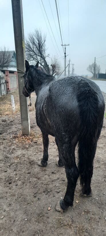 объявления о продаже собак: Продаю | Кобыла (самка), Жеребец | Полукровка | Для разведения | Племенные — 2