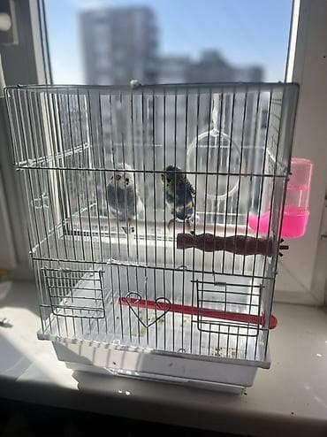 жердочка для волнистого попугая: Очень Срочно 🚨продаю Волнистые попугаи (пара)с клеткой поилка кормушка — 1