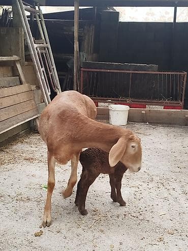 балык кумара: Продаю | Овца (самка) | Полукровка | Для разведения | Племенные — 10