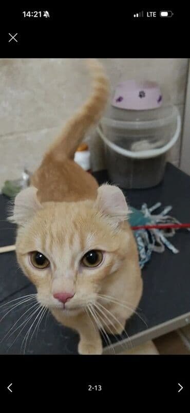 корм для домашних животных: Американский кёрл, 9 месяцев, Мальчик, Рыжий, Приучена к лотку — 4