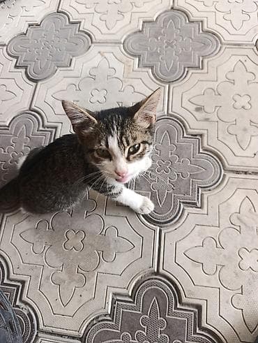 Котёнок, полосатый табби с белыми лапками и белой мордочкой — 2