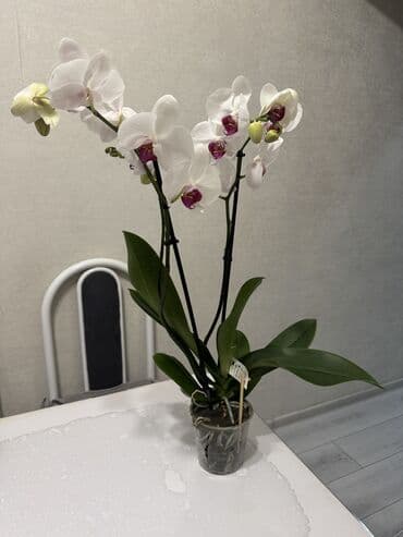 петуния цветы: Орхидеи сортовые в наличии.Цена от 800c-1600с.Бишкек — 2