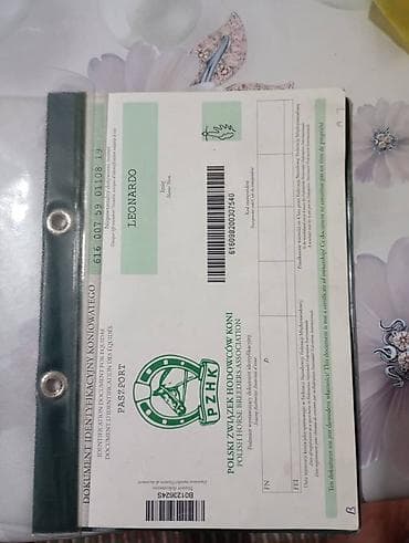 Баран, овца: Продаю | Жеребец | Для разведения | Осеменитель — 5