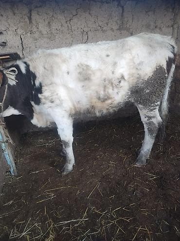 корова алатауская: Продаю | Бык (самец) | На откорм | Привязанные — 1