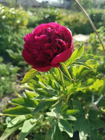 цветы тюлпаны: Саженцы цветка: Пионы, Самовывоз — 1