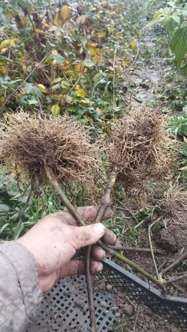 купить семена картофеля в кыргызстане: Саженцы ежевики (укоренённые отводки) - Тип: садовые саженцы ежевики — 1