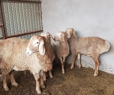 абиссинская кошка бишкек: Продаю | Ягненок, Баран (самец) | Арашан — 3