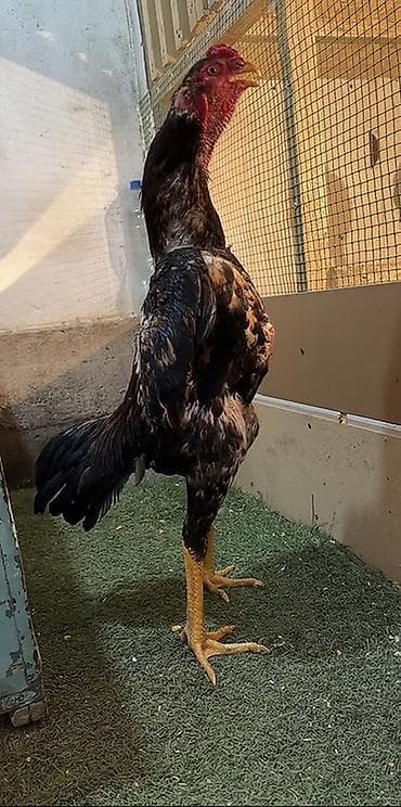 обмен на кур: Продаю | Петух | Бойцовая | Для разведения — 3