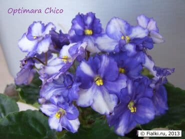 детки: 🌱🌺🌱 Продаю сортовые ДЕТКИ стандартных, трейлерныхмини и полумини — 10