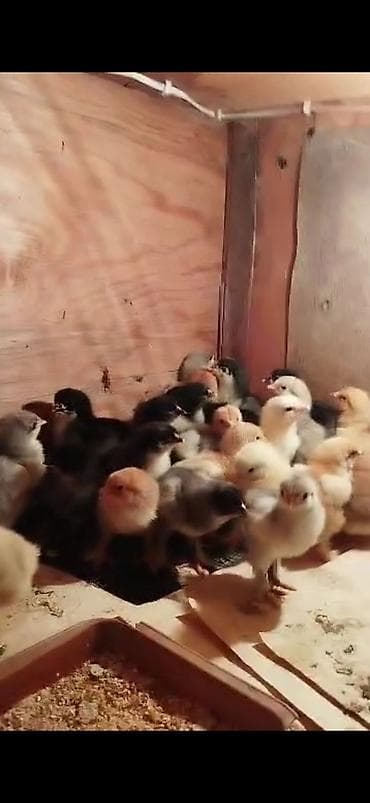 Лошади, кони: Продаю | Цыплята | Для разведения — 1