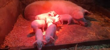 Айыл-чарба жаныбарлары: Сатам | Торопой | Чоң ак | Көбөйтүү үчүн — 7