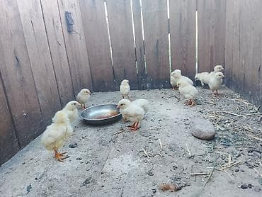 бролерные куры: Продаю | Цыплята | Бройлерная | На забой — 1