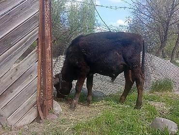 индийский бегунок купить: Продаю | Бык (самец) | На откорм | Привязанные — 1