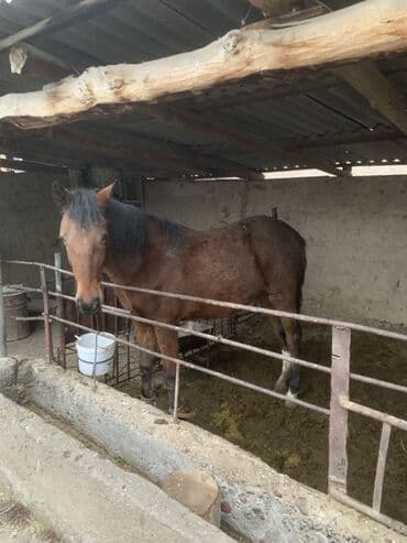 сколько стоит лабрадор собака: Продаю | Жеребец, Кобыла (самка) | Для разведения, Конный спорт, На забой | Племенные — 7