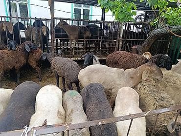 А/ч жаныбарларын сатам: Сатам | Ургаачы кой (ургаачы), Козу, Кочкор (эркек) | Союуга, Көбөйтүү үчүн — 6