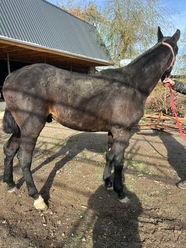 продажа щенков немецкой овчарки в бишкеке с документами: Сатам | Жылкы (эркек) | Көбөйтүү үчүн | Асыл тукумдуу — 1