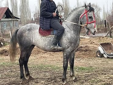 А/ч жаныбарларын сатам: Сатам | Жылкы (эркек) | Жумушка — 4