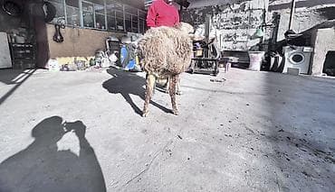 яйцо брамо: Продаю | Овца (самка) | Полукровка, Арашан | На забой, Для разведения | Осеменитель — 3