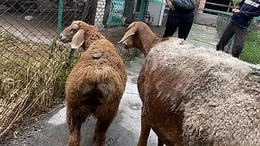 жаныбарлар: Сатам | Ургаачы кой (ургаачы), Козу | Гиссар, Аргын, Арашан | Көбөйтүү үчүн | Ургаачы, Токту, Козулаган — 4