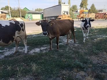джерси корова: Продаю | Корова (самка) | Для молока | Привязанные — 5