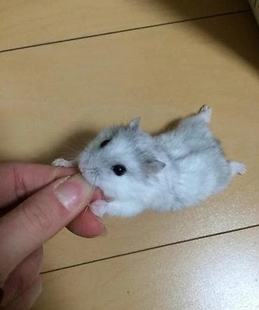 Крысы: ПРОДАЮ СИРИЙСКИХ И ДЖУНГАРСКИХ ХОМЯЧКОВ,А ТАК ЖЕ — 1