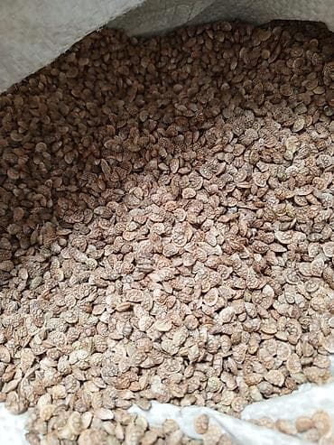 отун сатып алам: 🌱 Продам семена эспарцета (эспарсевта) 🌱 Продаются качественные — 2