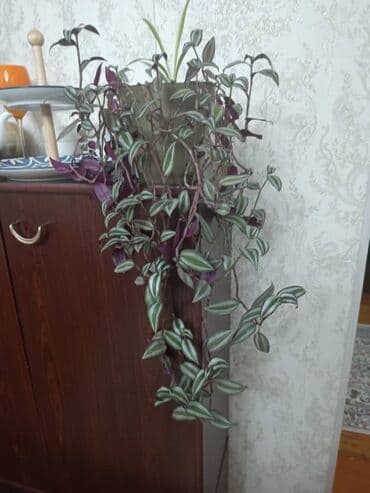 Внимание продаю комнатные растения в горшках (ПОДХОДЯТ ДЛЯ ОЧИСТКИ