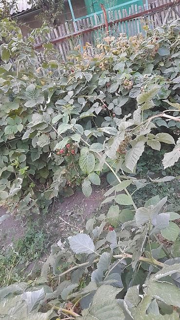 сокулуе: Саженцы малины из личного сада - Сортовая садовая малина, крепкие — 2