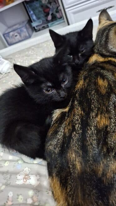 египетская кошка 2021 оригинал: Котята в добрые руки 2 месяца маму тоже отдаём в добрые руки девочка — 10