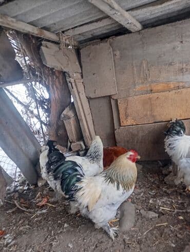 купить щенка немецкой овчарки в бишкеке: Петухи брама 6 месячные в Канте,крупные на племя — 5