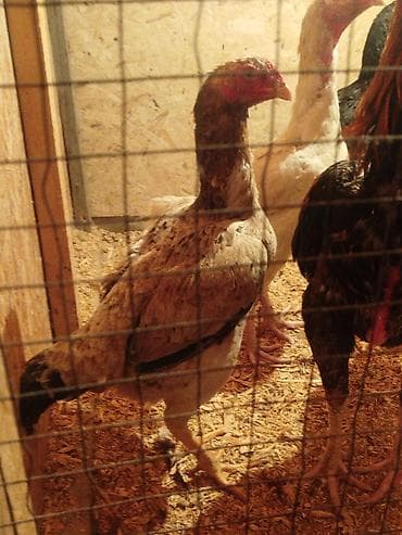 цыплята беловодск: Продаю | Куры — 5