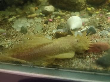 Зоотовары: Аквариум 220 литров заводской в рабочем состоянии стумбойбез — 7