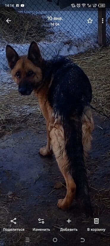 шпицы в бишкеке: Немецкая овчарка, 4 года, Самка, С прививкой — 1