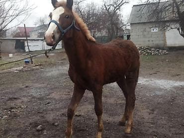 охотничий спаниель: Продаю | Жеребенок | Полукровка | Конный спорт | Племенные — 10