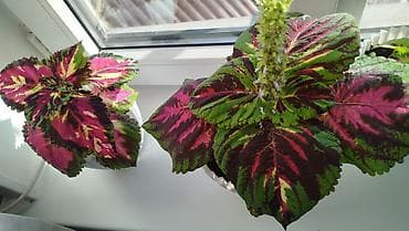 Дом и сад: Колеус (плектрантус скумариновый) с эффектной вариегатной листвой — 9