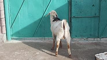 Башка жаныбарлар: Сатам | Теке (эркек) | Битал | Көбөйтүү үчүн | Жасалма жол менен боозутуу — 2