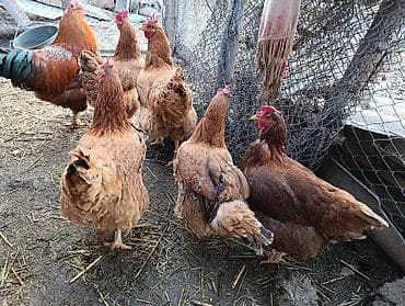 Башка жаныбарлар: Корейский тоджон чистые крупные семья — 7