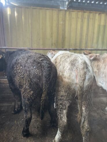 комбикорм для коров: Продаю | Тёлка | Ангус, Герефорд, Голштин — 2