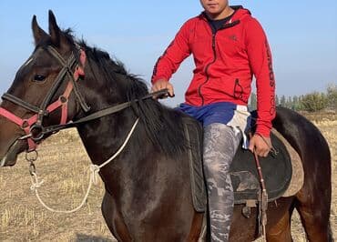 продаю ячмен: Продаю | Конь (самец) | Полукровка | Рабочий | Племенные — 2