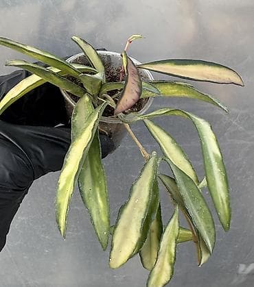 нобор кулуч: Продаю хойи. Цены от 250 до 2000сом — 1