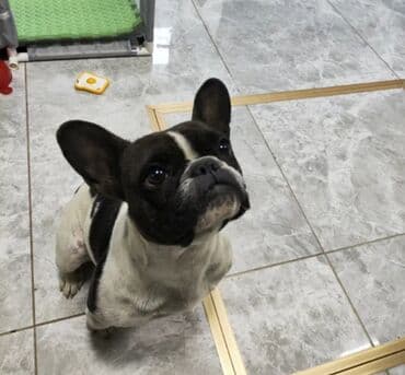 Вязка собак: Бишкек: 🐶 Замечательные щенята ищут дом! Возраст: 3 месяца Порода — 2