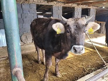 эркек ит: Сатам | Бука (эркек), Кунаажын | Алатоолук | Бордоп семиртүү үчүн, Союуга, Көбөйтүү үчүн | Асыл тукумдуу, Жасалма уруктандырылган — 4