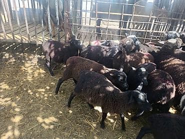баран живой: Продаю | Овца (самка), Баран (самец) | На забой — 3