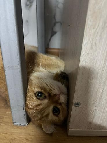 Кошки: Шотландская вислоухая кошка (скоттиш‑фолд), окрас: золотой — 4