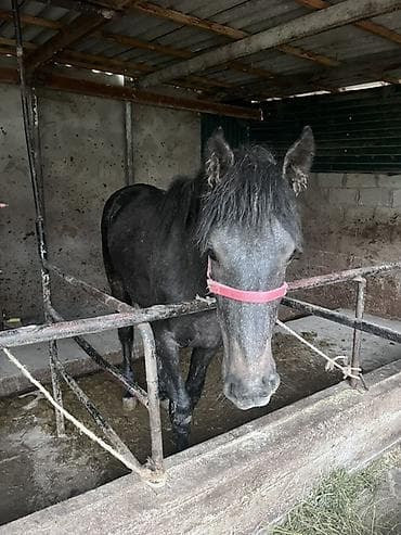 лошадь ат: Продаю | Жеребец | Рабочий — 7