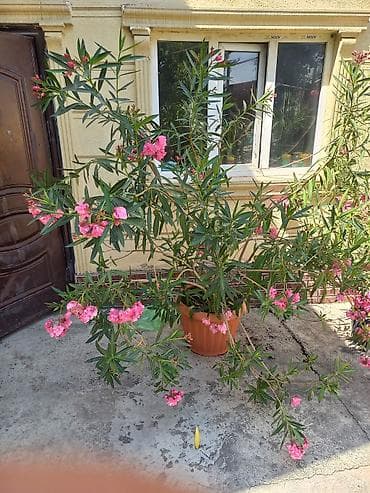 Платная доставка at lalafo.kg Платная доставка