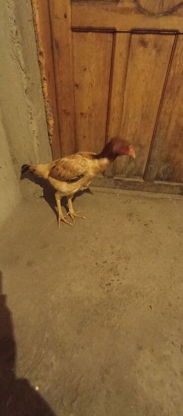 Продаю | Петух | Для разведения