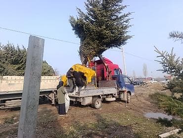 кратер: Услуги манипулятора (грузовик с краном) - Перевозка и — 4